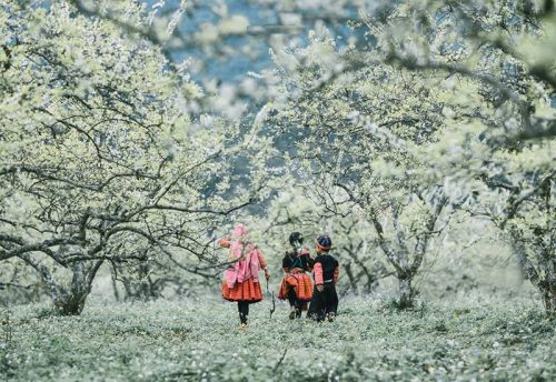 Tour Mộc Châu: Tinh Khôi Mùa Hoa Mận