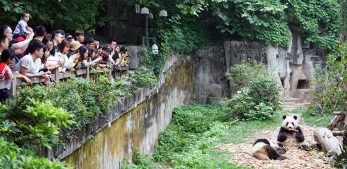 Tour Trung Quốc: Hà Nội - Thành Đô - Công Viên Gấu Trúc - Cửu Trại Câu - Lạc Sơn Đại Phật - Phố Cổ Nhai Tử