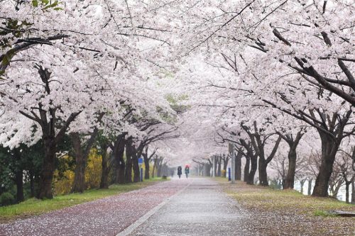 Tour Hàn Quốc: Seoul – Nami – Everland – Công viên Yeouido - Du Thuyền Sông Hàn (5N4Đ)