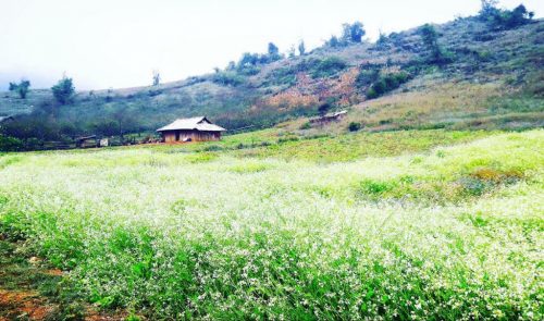 Tour Mộc Châu: Khám phá Mai Châu - Mộc Châu
