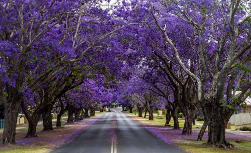 Tour Nam Phi: Johannesburg – Pretoria – Mabula Game Lodge - Cape Town – “Săn cá Voi” tại thị trấn Hermanus