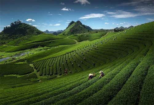 Cao nguyên Mộc Châu