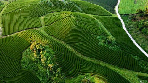 HÀ NỘI – MỘC CHÂU – HÀ NỘI 2N1Đ