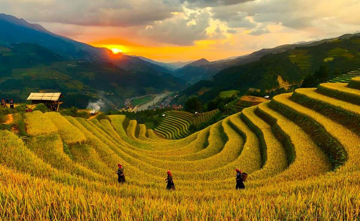Review đồi Móng Ngựa - Mù Cang Chải vào mùa lúa chín vàng