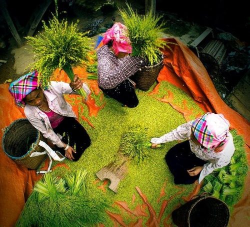 Tour Mù Cang Chải - du lịch mù cang chải - ruộng bậc thang mù cang chải - tour mù cang chải 2n1d