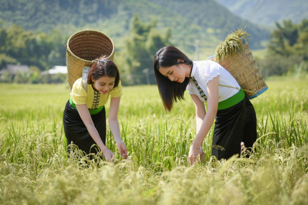 Hương cốm Tú Lệ Tour Mù Cang Chải - du lịch mù cang chải - ruộng bậc thang mù cang chải - tour mù cang chải 2n1d