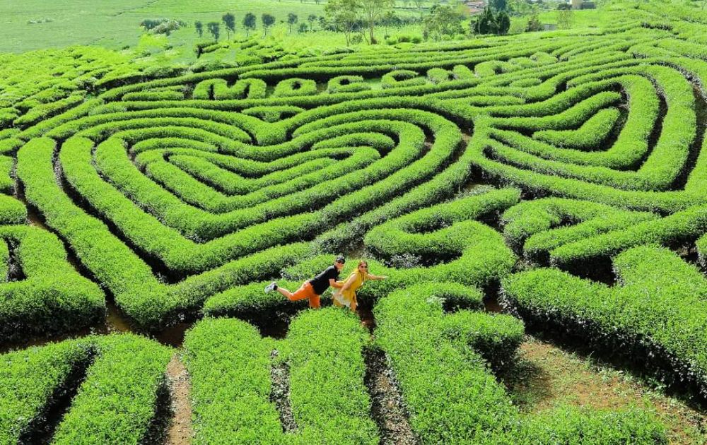 Đồi chè Mộc Châu - Tour săn mây Tà Xùa - Mộc Châu