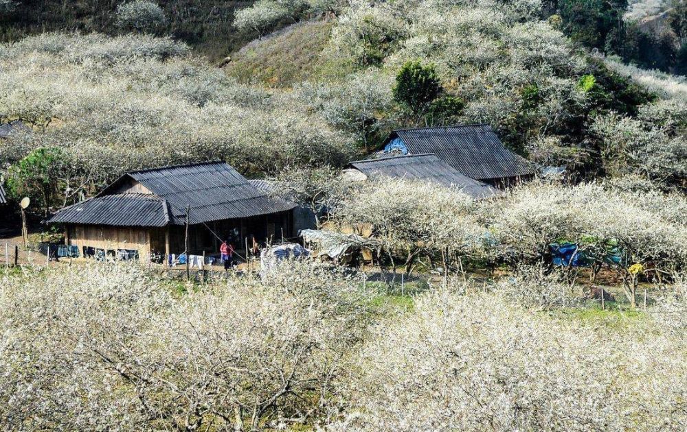 Thung lũng mận Nà Ka Mộc Châu: Thiên đường hoa mận | Xanh SM