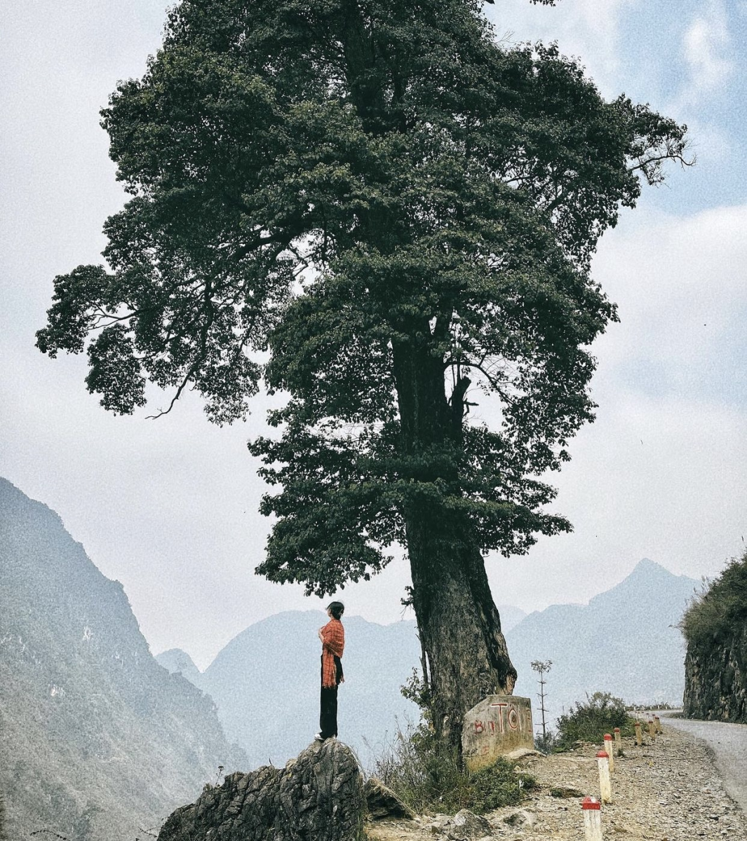 Cây cô đơn Hà Giang - tour hà giang - tour xe máy hà giang