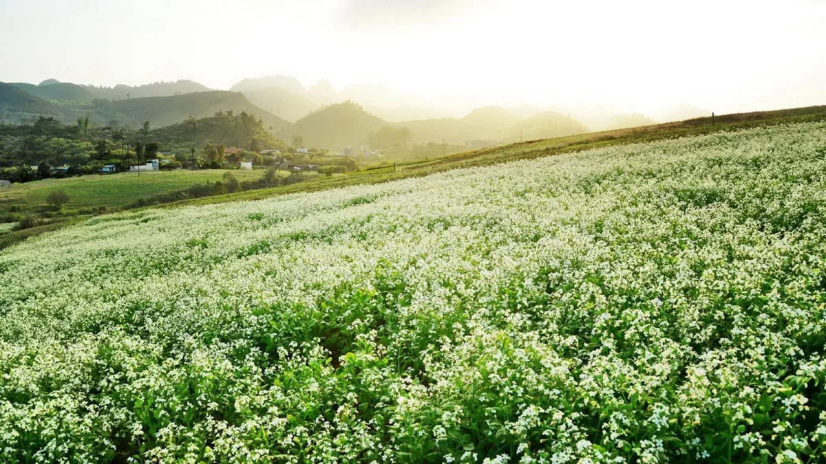 Vườn Hoa Mận, Cải Vàng, Cải Trắng., Mộc Châc - Tour săn mây Tà Xùa - Mộc Châu