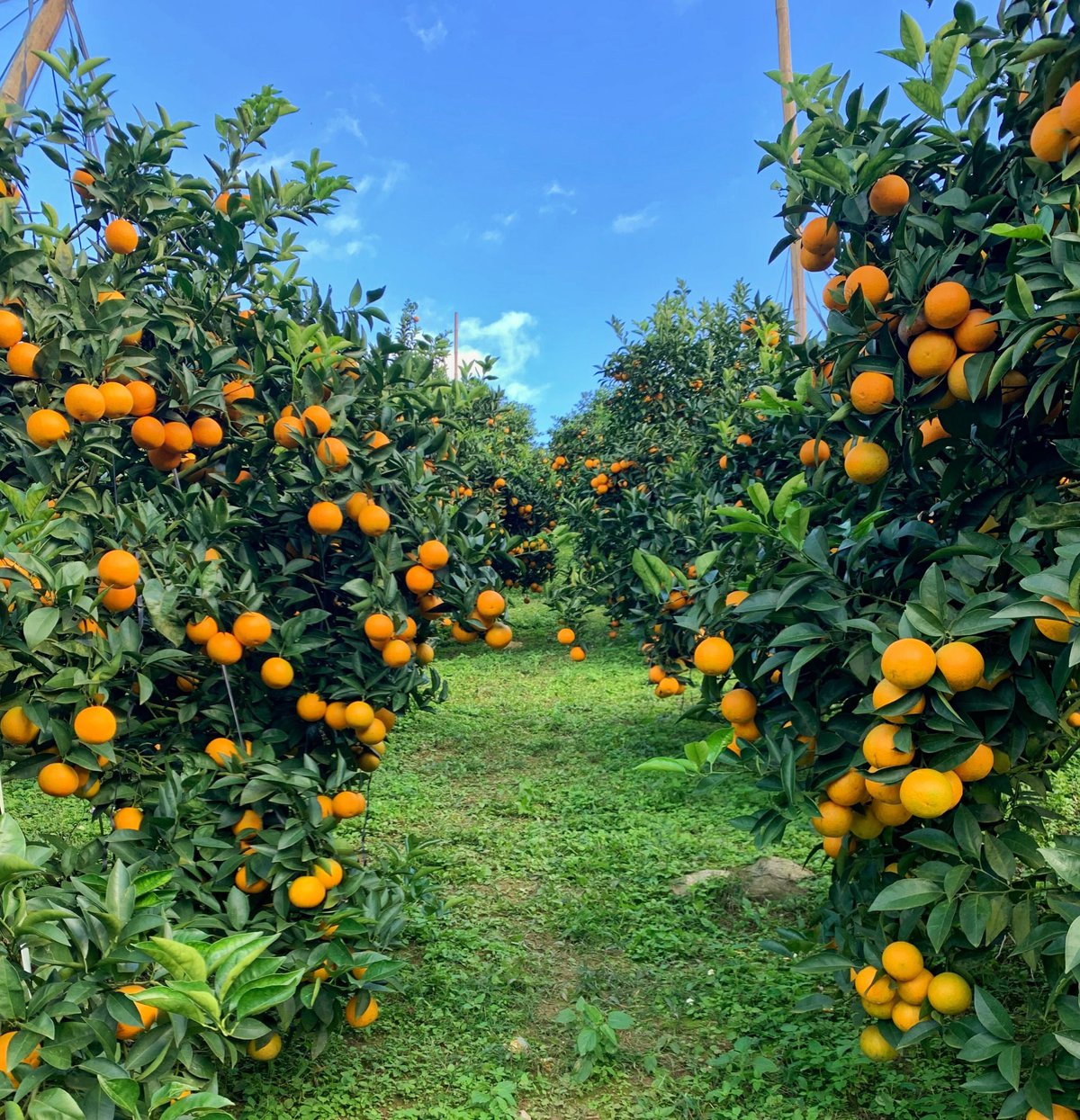 Vườn cam Mộc Châu - Tour săn mây Tà Xùa - Mộc Châu