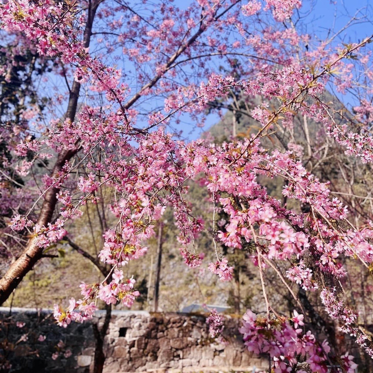 Thổn thức ngắm mai anh đào trên miền cao nguyên đá Hà Giang - Tour Hà Giang 3N2Đ